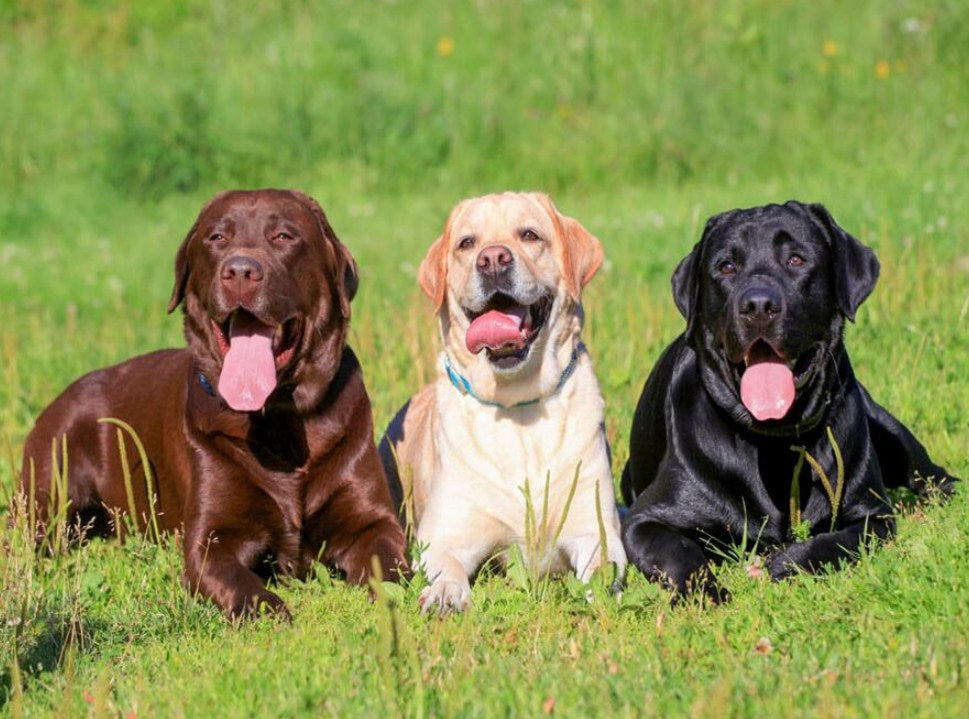 Three Labrador Retrievers Diamond Painting Kit