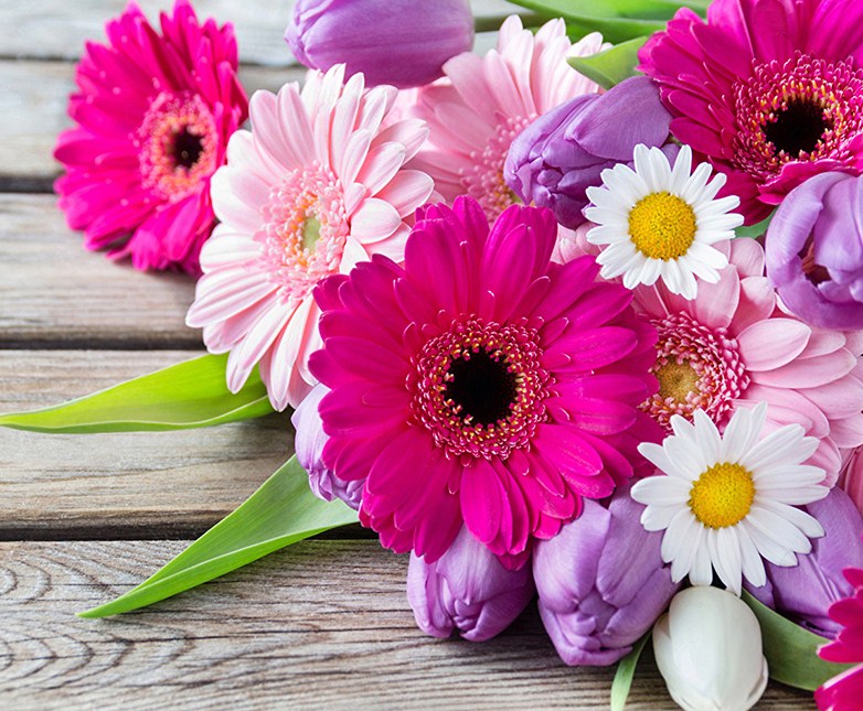 Transvaal Daisies Diamond Painting