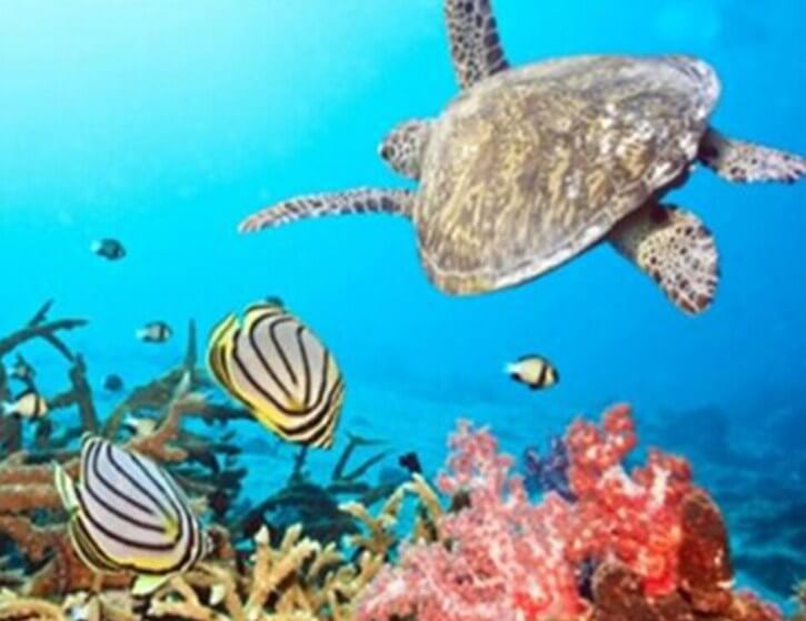 Fish Paint by Diamonds