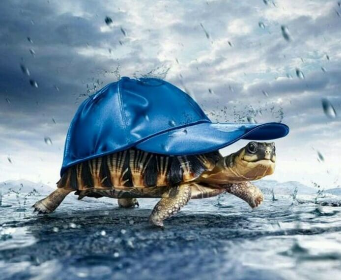 Turtle Paint by Diamonds