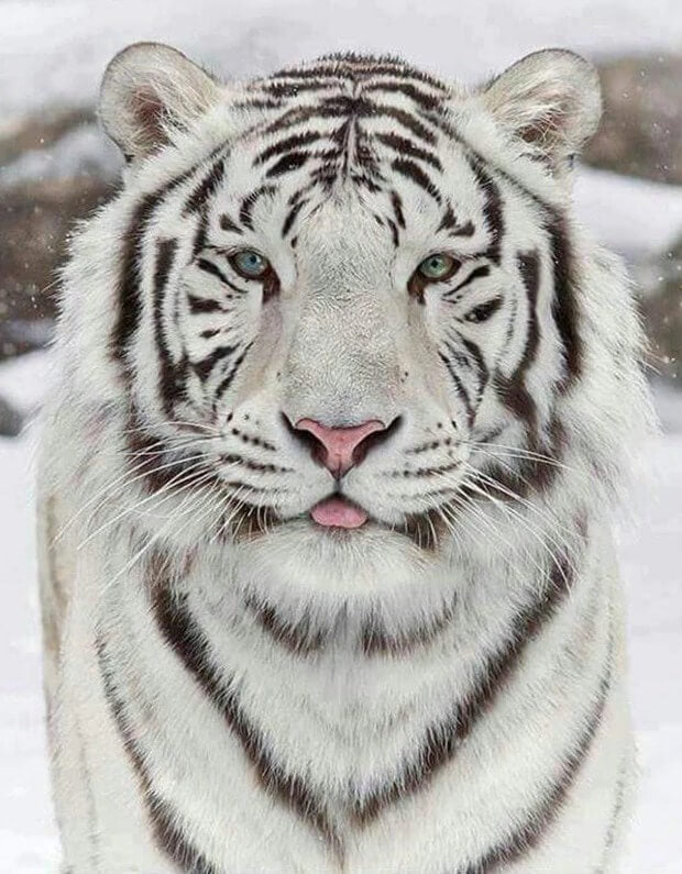White Tiger in Snow