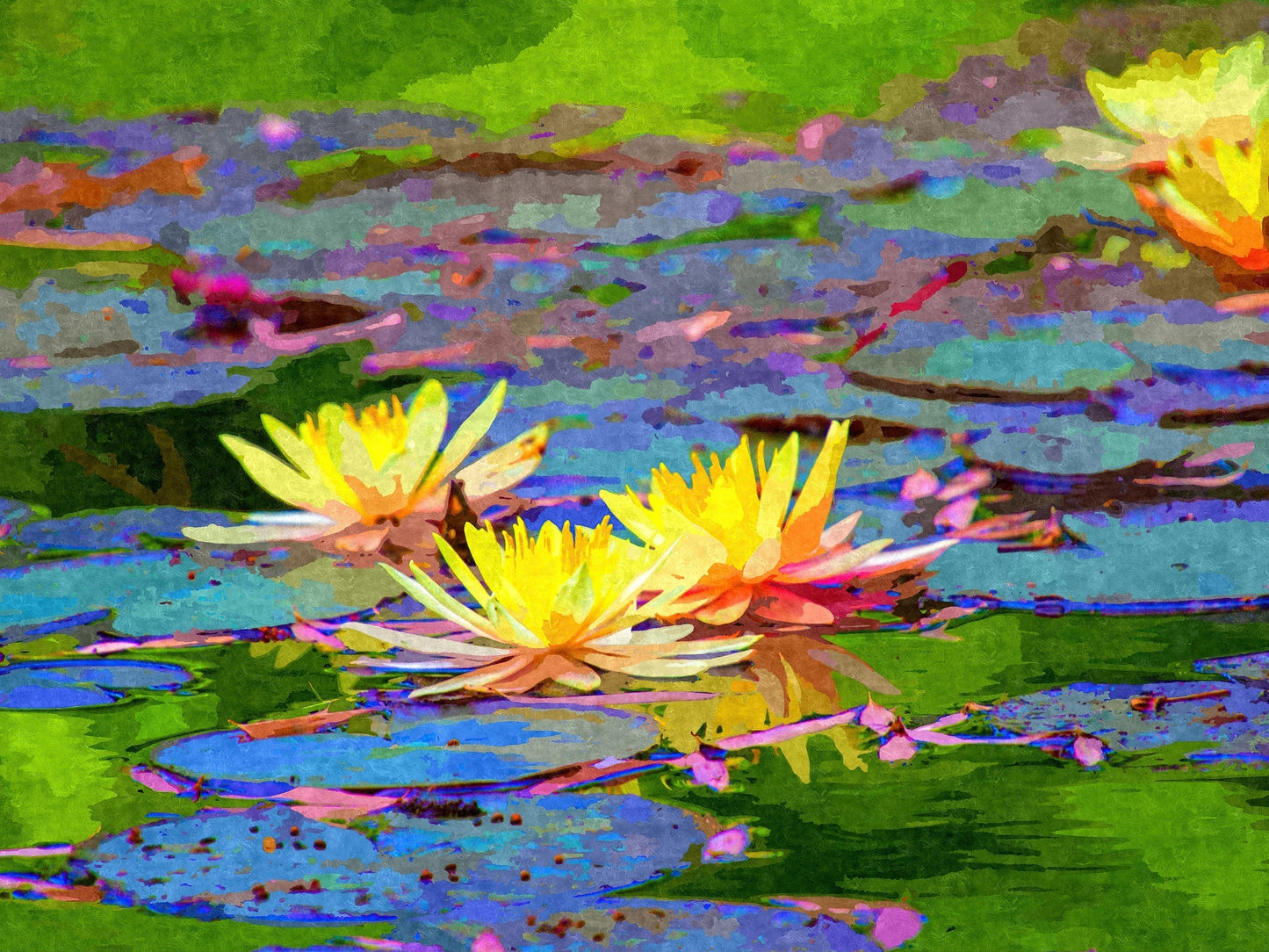 Yellow Water Lilies
