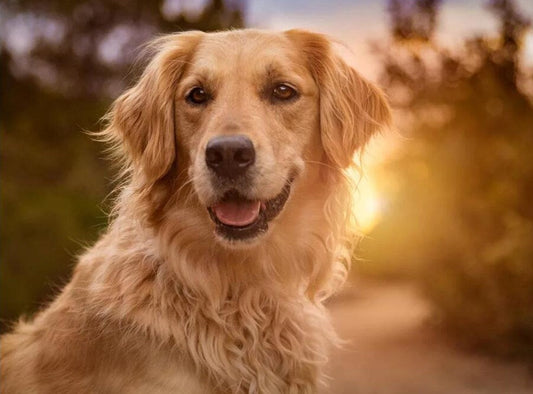 Golden retriever close up pet diamond painting kit