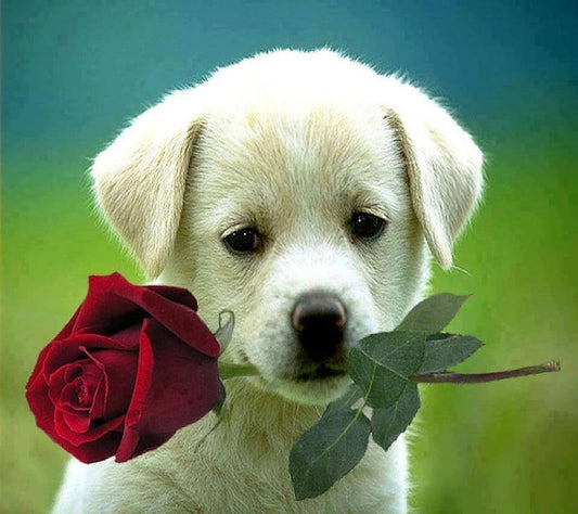 Dog With Red Rose