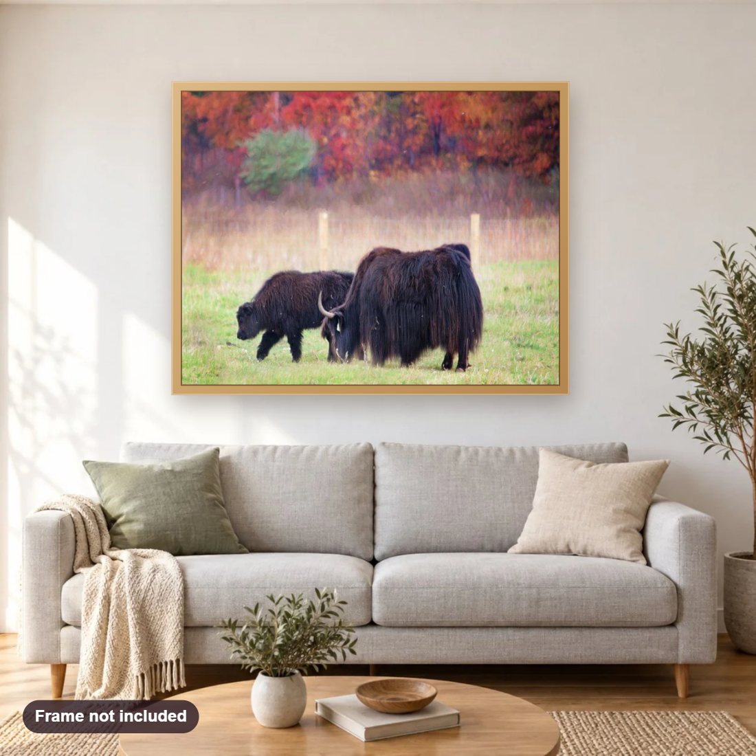 American Buffalo Grazing diamond painting shown framed on a living room wall above a sofa