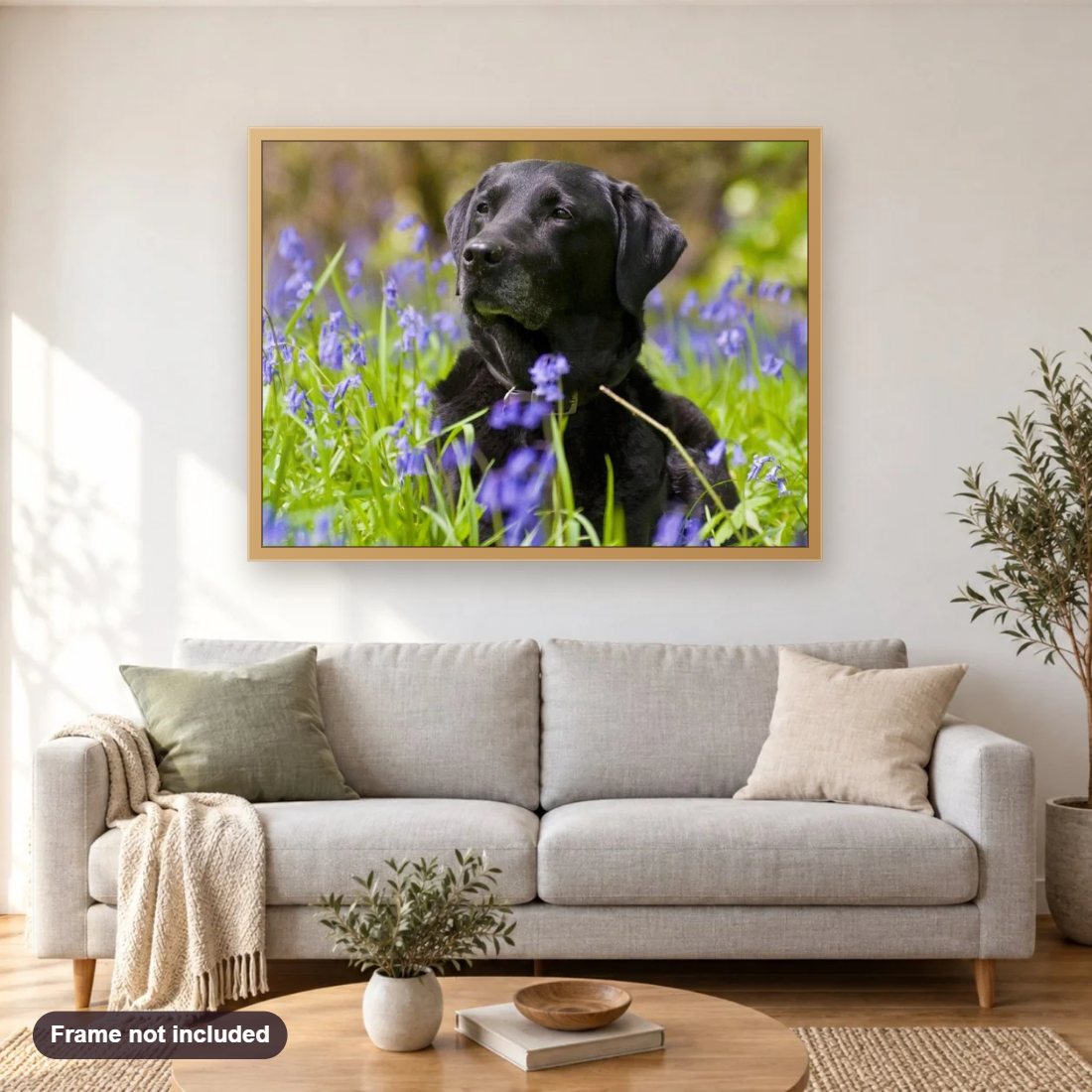 Black Labrador in Green Fields diamond painting shown framed on a living room wall above a sofa