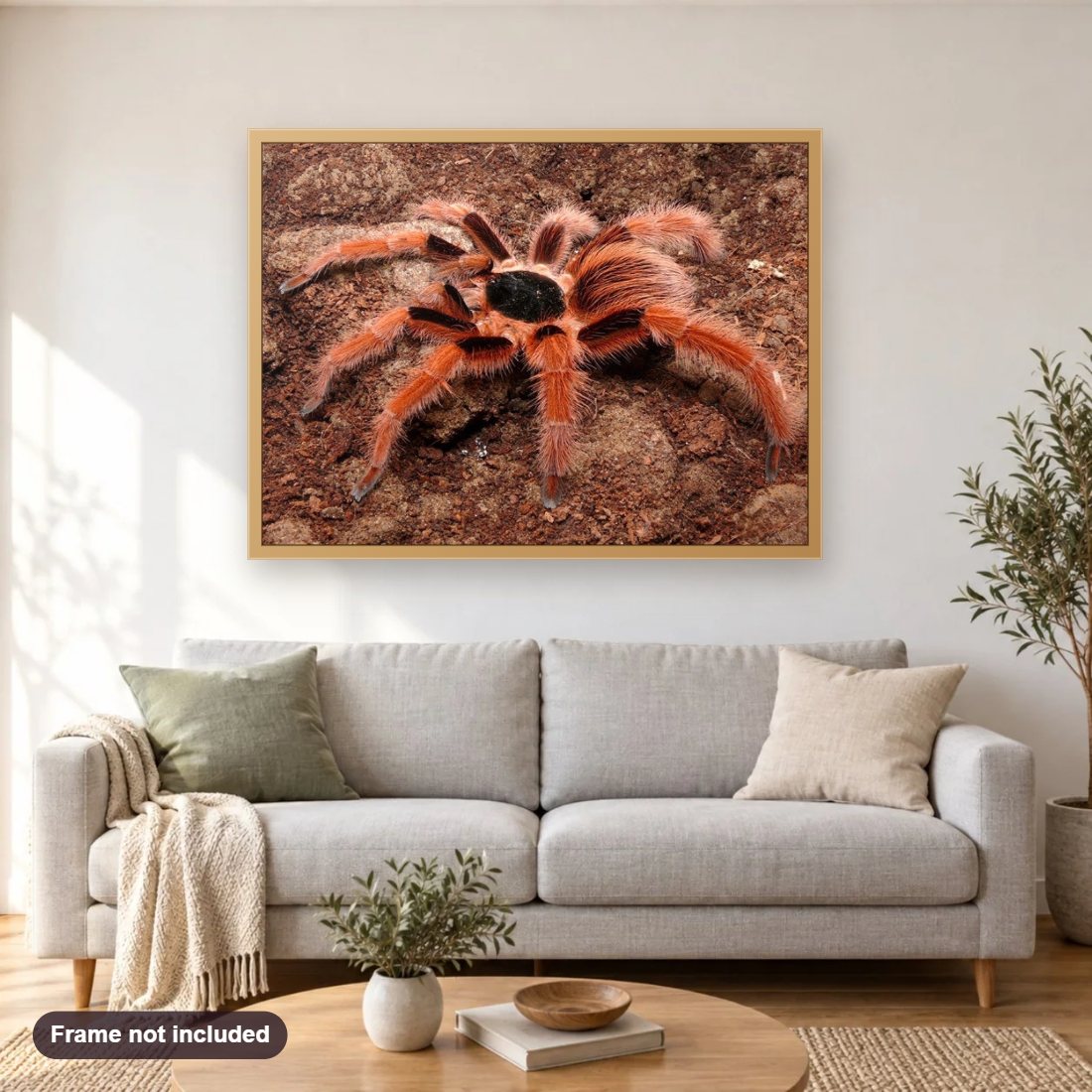 Colombian Giant Red Leg Tarantula diamond painting shown framed on a living room wall above a sofa