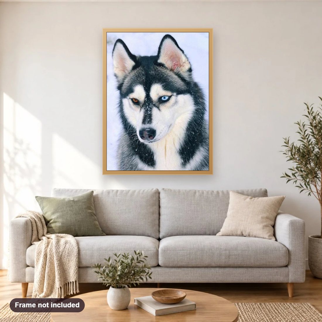 Stunning Husky with Different Colored Eyes diamond painting shown framed on a living room wall above a sofa