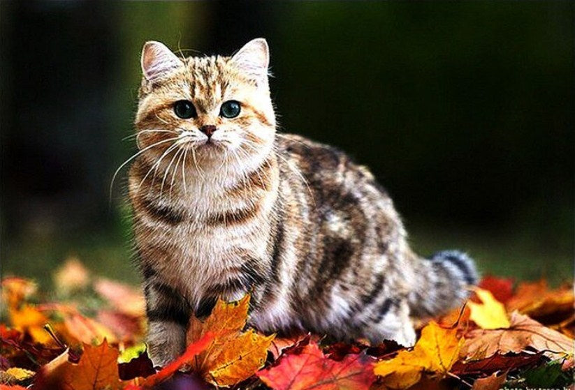 Adorable Cat on Autumn Leaves Diamond Painting