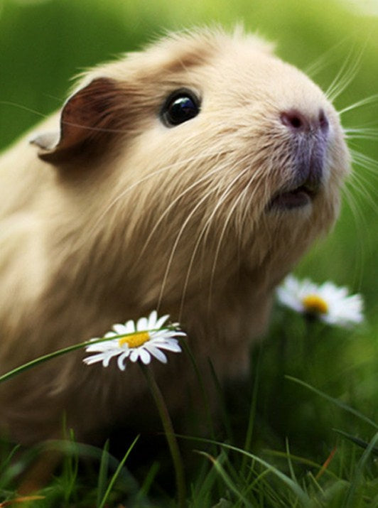 Adorable Guinea Pig Diamond Painting Kit