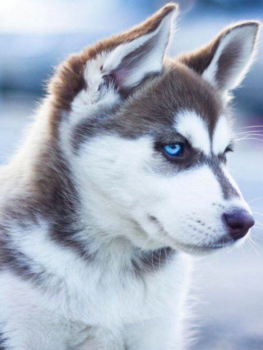 Adorable Husky with Blue Eyes Diamond Painting