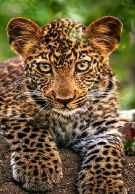 Adorable Leopard Cub Paint by Diamonds