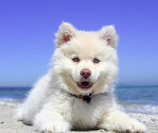Adorable Puppy Paint by Diamonds