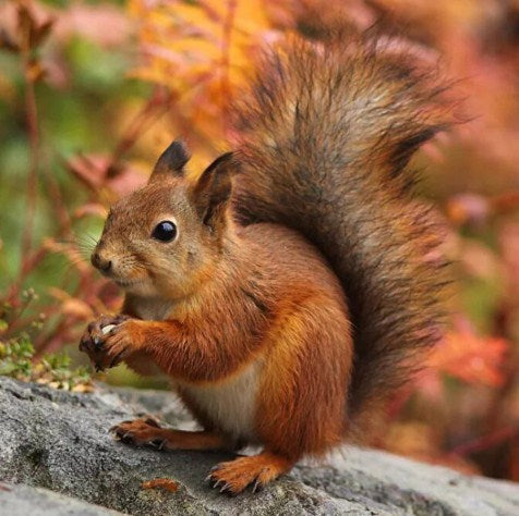 Adorable Squirrel Paint by Diamonds