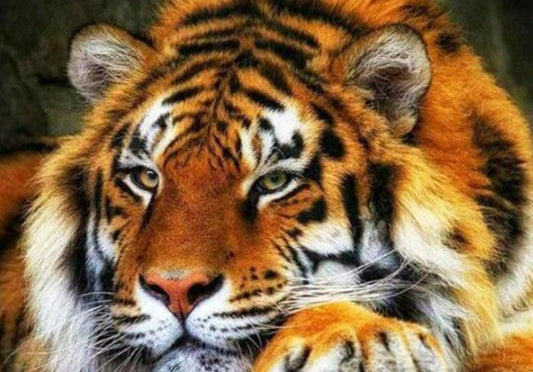 Adorable Tiger Paint by Diamonds