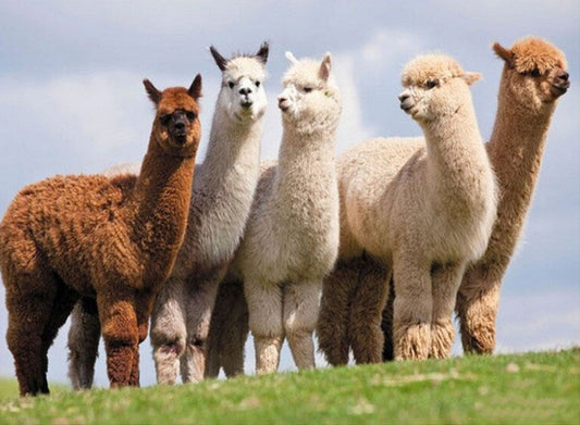 Alpacas & Llamas Paint by Diamonds