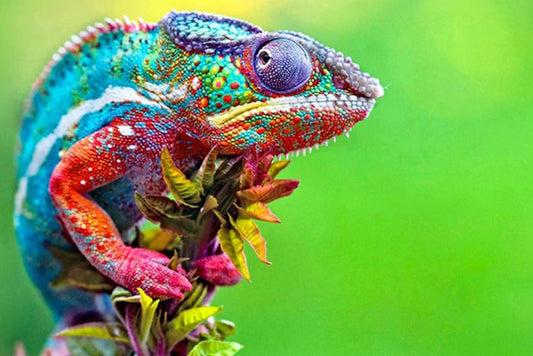 Amazing Chameleon Diamond Painting Kit