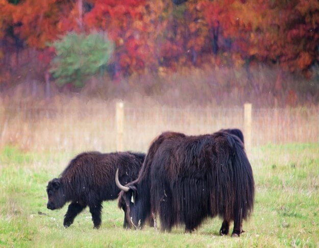 Buffalo Diamond Painting