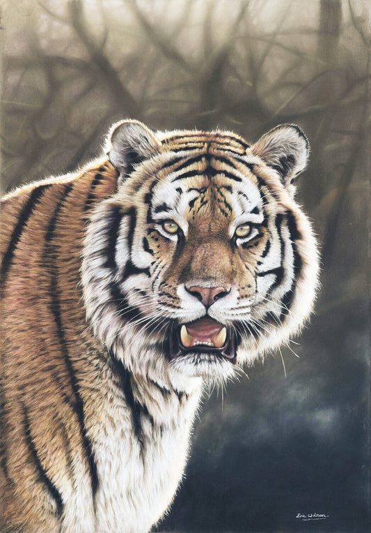 Amur Tiger