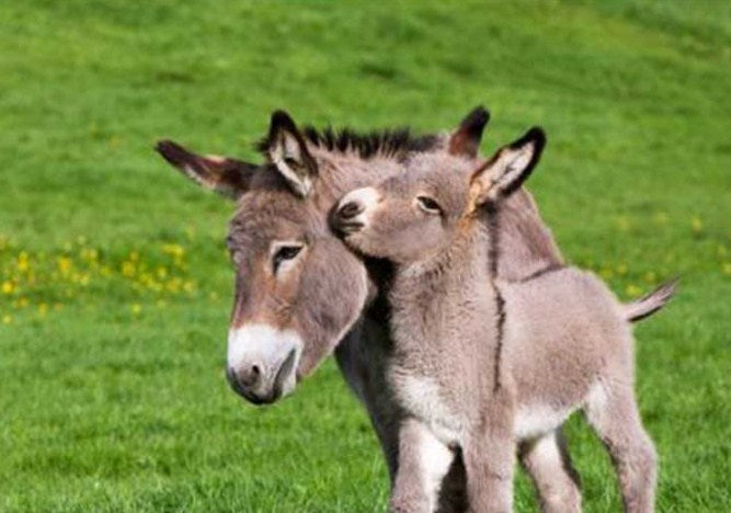 Donkey with Mother Diamond Painting