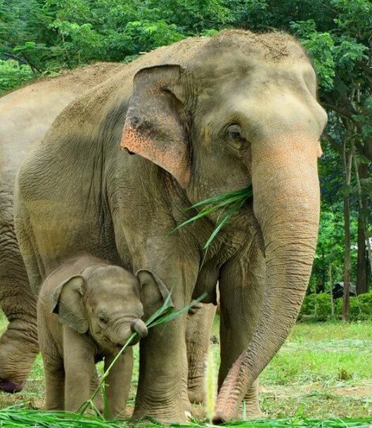 Elephant Diamond Painting
