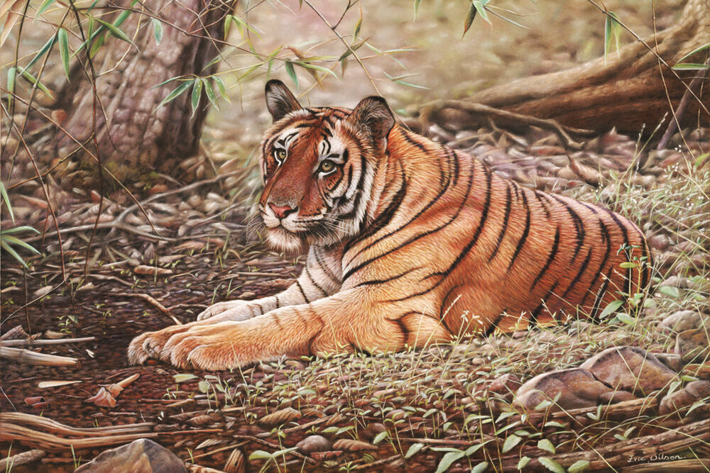 Bandhavgarh tiger