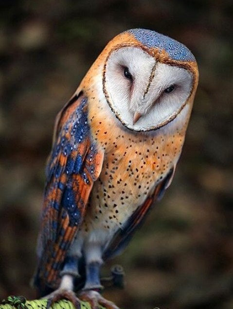 Barn Owl Diamond Painting Kit