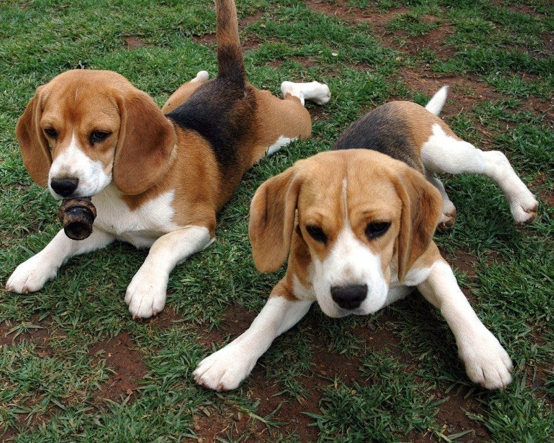 Beagle Bloodhound Puppies Paint by Diamonds