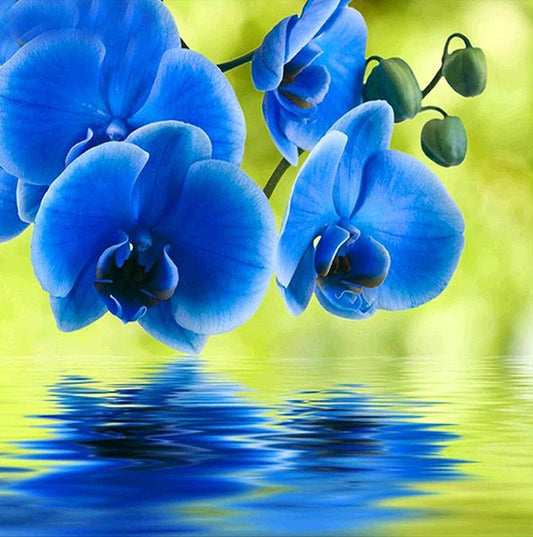 Beautiful Blue Orchids Paint by Diamonds