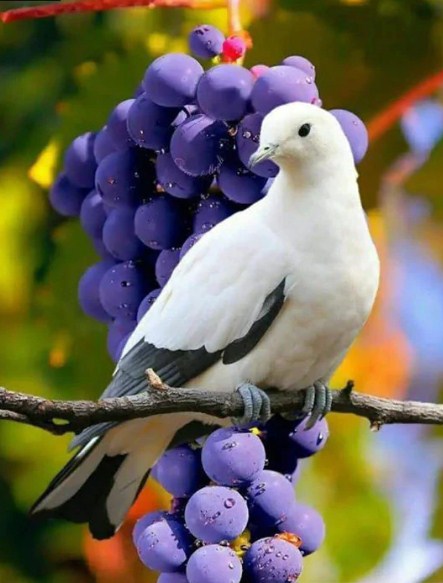 Beautiful Dove & Bunch of Grapes Diamond Painting