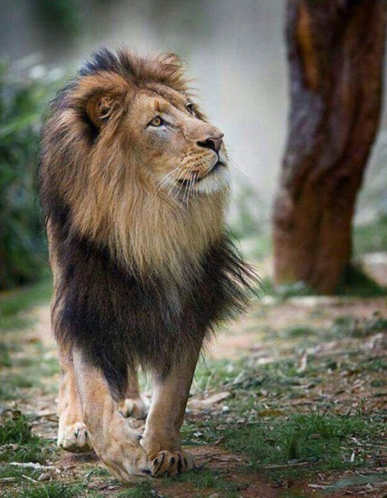 Beautiful Lion Paint by Diamonds