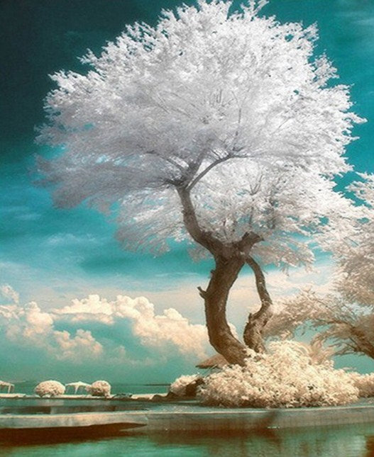 Beautiful White Tree Paint by Diamonds
