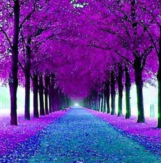 Beautiful Trees Pathway – All Diamond Painting