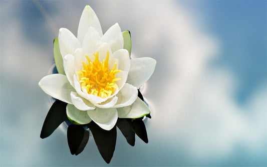 Beautiful Water Lilly Paint by Diamonds