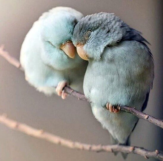 Parrots DIY Painting Kit