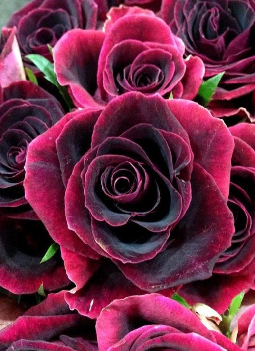 Black Beauty Rose Paint by Diamonds