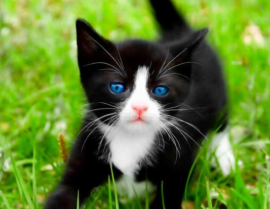 Black Kitten with Blue Eyes Diamond Painting