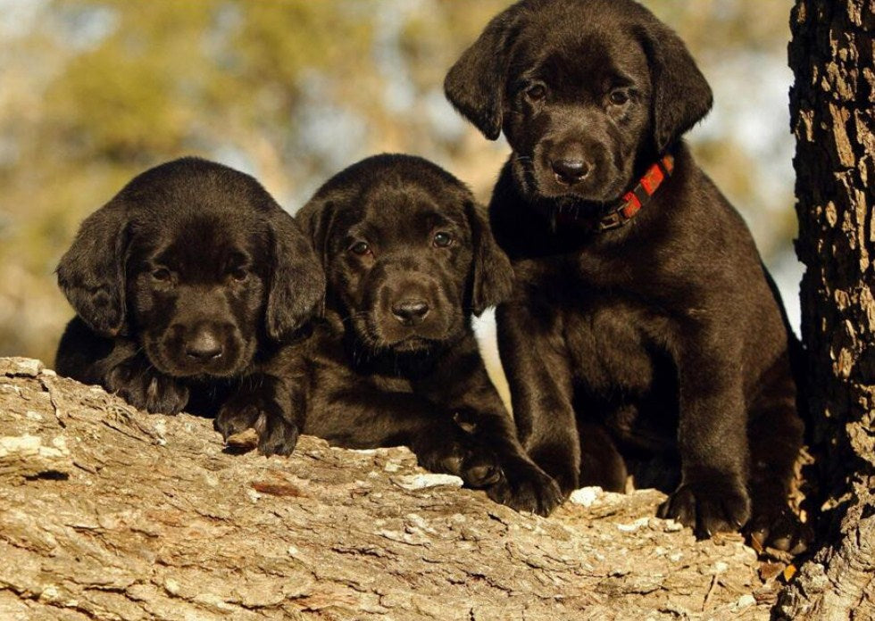 Black Labrador Retriever Puppies Diamond Painting