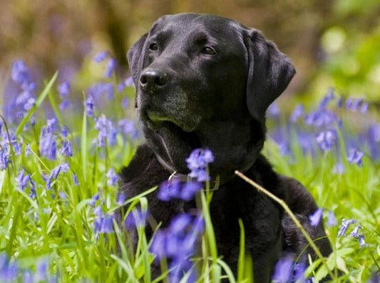 Black Labrador in Green Fields Diamond Painting