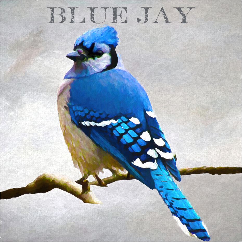 Blue Jay - Art by Denise Dundon