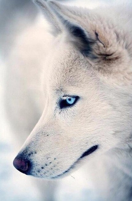 Blue Eyed White Wolf Diamond Painting