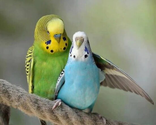 Parrots Pair Diamond Painting