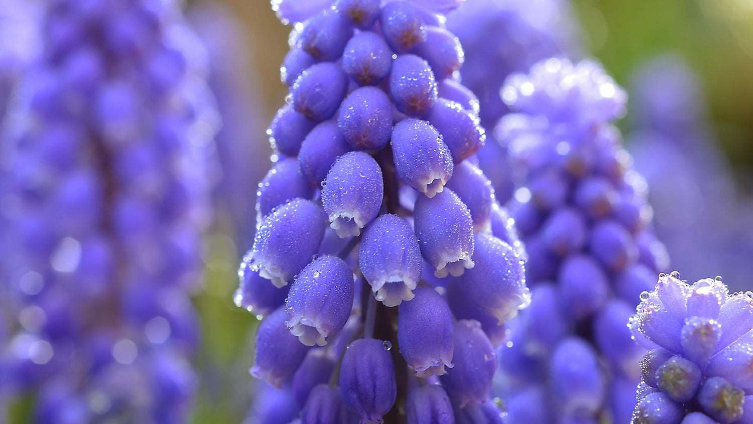 Blue Muscari Flowers Paint by Diamonds