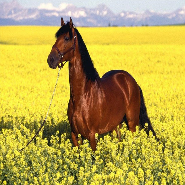 Brown Horse in Yellow Fields Diamond Painting