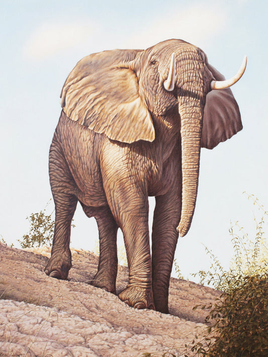 Angry bull elephant