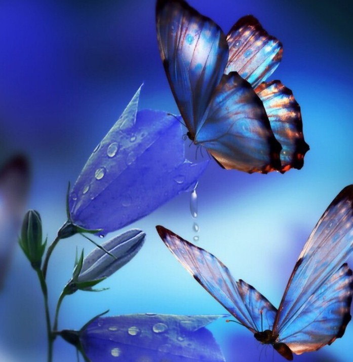 Butterflies Drinking Flower Nectar Diamond Painting