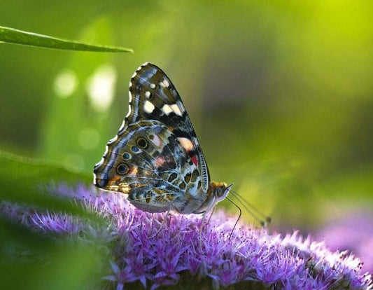 Butterfly DIY PAinting