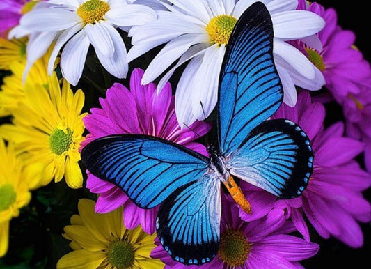 Butterfly Full Drill