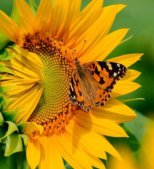 Butterfly & Sunflower Close up Diamond Painting