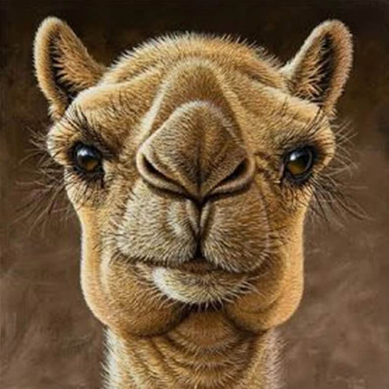 Camel Diamond Painting